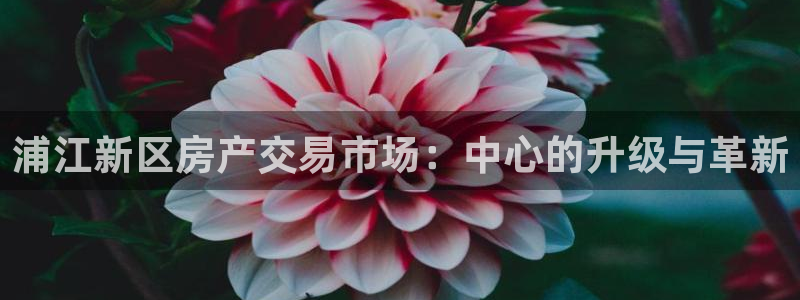新宝新5：浦江新区房产交易市场：中心的升级与革新