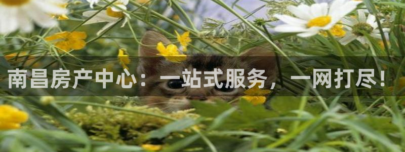 新宝5官网67五壹叁八：南昌房产中心：一站式服务，一网打尽！